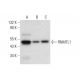RNMTL1 Antibody (F-3) - Western Blotting - Image 312017 