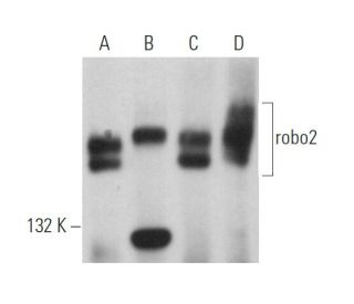 western blotting image from recommended robo2 (A-10) monoclonal antibody replacement. Image 368408