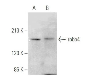 robo4 Antibody (D-3) - Western Blotting - Image 375120