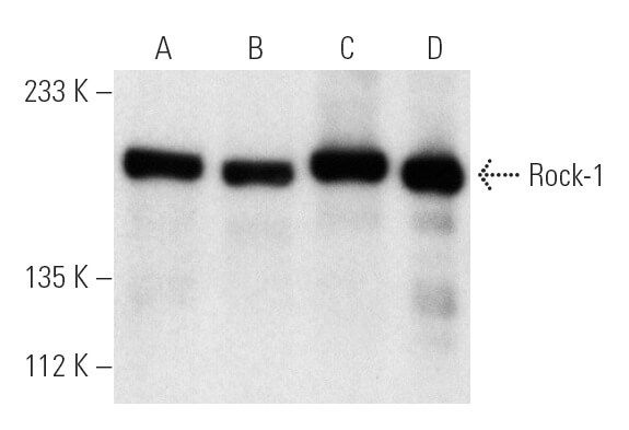 Rock-1抗体(G-6) | SCBT - Santa Cruz Biotechnology