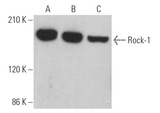 Rock-1 Antibody (H-11) | SCBT - Santa Cruz Biotechnology