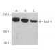 Rock-1 Antibody (H-11) - Western Blotting - Image 360996 