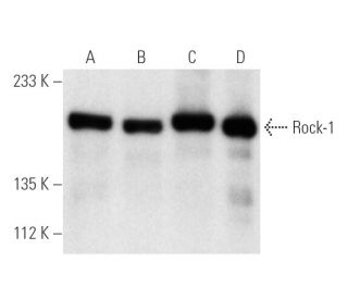 western blotting image from recommended Rock-1 (G-6) monoclonal antibody replacement. Image 1916