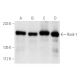 This polyclonal antibody has been discontinued. See our recommended <a href="rock-1-antibody-g-6">Rock-1 (G-6)</a> monoclonal antibody (sample data shown). western blotting image from recommended Rock-1 (G-6) monoclonal antibody replacement. Image 1916