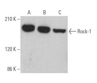 Rock-1 Antibody (H-11) - Western Blotting - Image 360996
