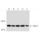 western blotting image from recommended Rock-2 (D-11) monoclonal antibody replacement. Image 305692