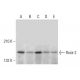Rock-2 Antibody (D-2) - Western Blotting - Image 305691 