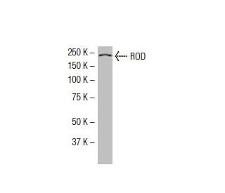 ROD Antibody (43-K) - Western Blotting - Image 33500 