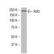 ROD Antibody (43-K) - Western Blotting - Image 33500 