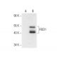ROD1 Antibody (C-1) - Western Blotting - Image 301377