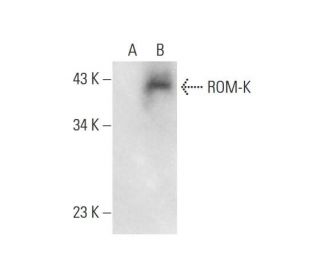 ROM-K Antibody (D-3) - Western Blotting - Image 297843 