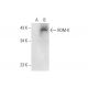 ROM-K Antibody (D-3) - Western Blotting - Image 297843 