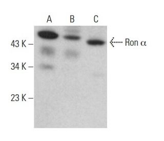 Ron &alpha; Antibody (C-5) - Western Blotting - Image 377267 