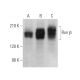 Ron β Antibody (A-8) - Western Blotting - Image 375114 