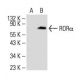 RORα Antibody (C-7) - Western Blotting - Image 393530