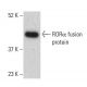 RORα Antibody (C-7) - Western Blotting - Image 398976 