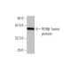 RORβ Antibody (4B4) - Western Blotting - Image 348582