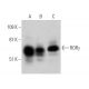 RORγ Antibody (27.92) - Western Blotting - Image 370521 