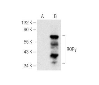 western blotting image from recommended ROR&gamma; (D-4) monoclonal antibody replacement. Image 141553