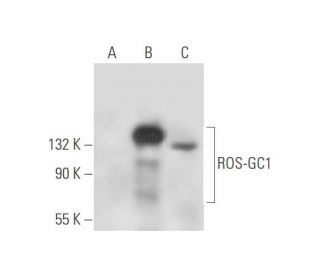 ROS-GC1 Antibody (A-5) - Western Blotting - Image 333458