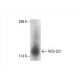 ROS-GC1 Antibody (B-7) - Western Blotting - Image 392999