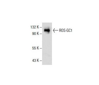 western blotting image from recommended ROS-GC1 (B-7) monoclonal antibody replacement. Image 154801