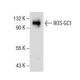 western blotting image from recommended ROS-GC1 (B-7) monoclonal antibody replacement. Image 154801