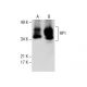 RP1 Antibody (F-11) - Western Blotting - Image 287872 