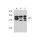 RP1 Antibody (F-11) - Western Blotting - Image 378028 