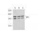 RP1 Antibody (F-11) - Western Blotting - Image 378030