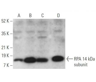 RPA 14 kDa subunit Antibody (A-2) - Western Blotting - Image 371634 
