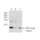 RPA 14 kDa subunit Antibody (E-2) - Western Blotting - Image 134126