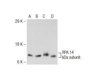 RPA 14 kDa subunit Antibody (E-2) - Western Blotting - Image 147323 