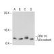 RPA 14 kDa subunit Antibody (E-2) - Western Blotting - Image 147323 