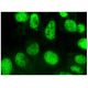 RPA 32 kDa subunit Antibody (B-4) - Immunofluorescence - Image 293877 