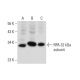 RPA 32 kDa subunit Antibody (B-4) - Western Blotting - Image 134127