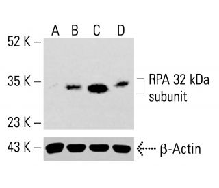 RPA 32 kDa subunit Antibody (B-4) - Western Blotting - Image 414053 