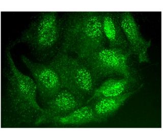 RPA 70 kDa subunit Antibody (B-10) - Immunofluorescence - Image 297318 