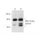 RPA 70 kDa subunit Antibody (B-10) - Western Blotting - Image 63062 