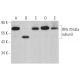 RPA 70 kDa subunit Antibody (B-10) - Western Blotting - Image 363053
