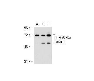 RPA 70 kDa subunit Antibody (H-7) - Western Blotting - Image 53095 