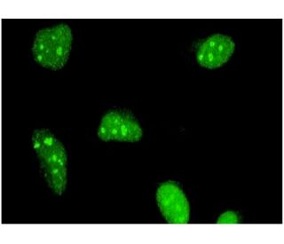 RPA135 Antibody (4H6) - Immunofluorescence - Image 346151 