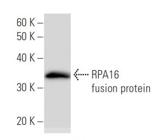 RPA16 Antibody (2774C3a) - Western Blotting - Image 47954