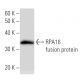 RPA16 Antibody (2774C3a) - Western Blotting - Image 47954