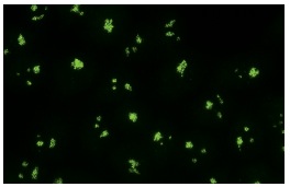 RPA194 Antibody (C-1) | SCBT - Santa Cruz Biotechnology