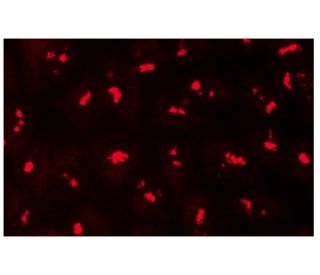 RPA194 Antibody (C-1)