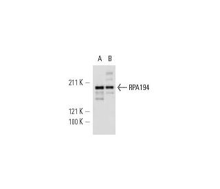 RPA194 Antibody (C-1)