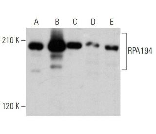 RPA194 Antibody (C-1) - Western Blotting - Image 356188 