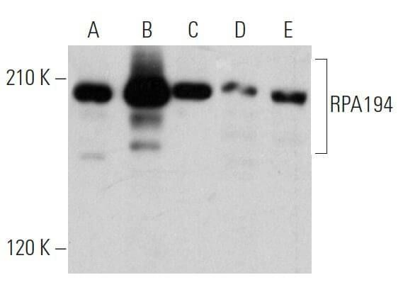 RPA194抗体(C-1) | SCBT - Santa Cruz Biotechnology