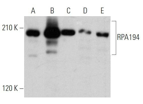 RPA194 Antibody (C-1) | SCBT - Santa Cruz Biotechnology